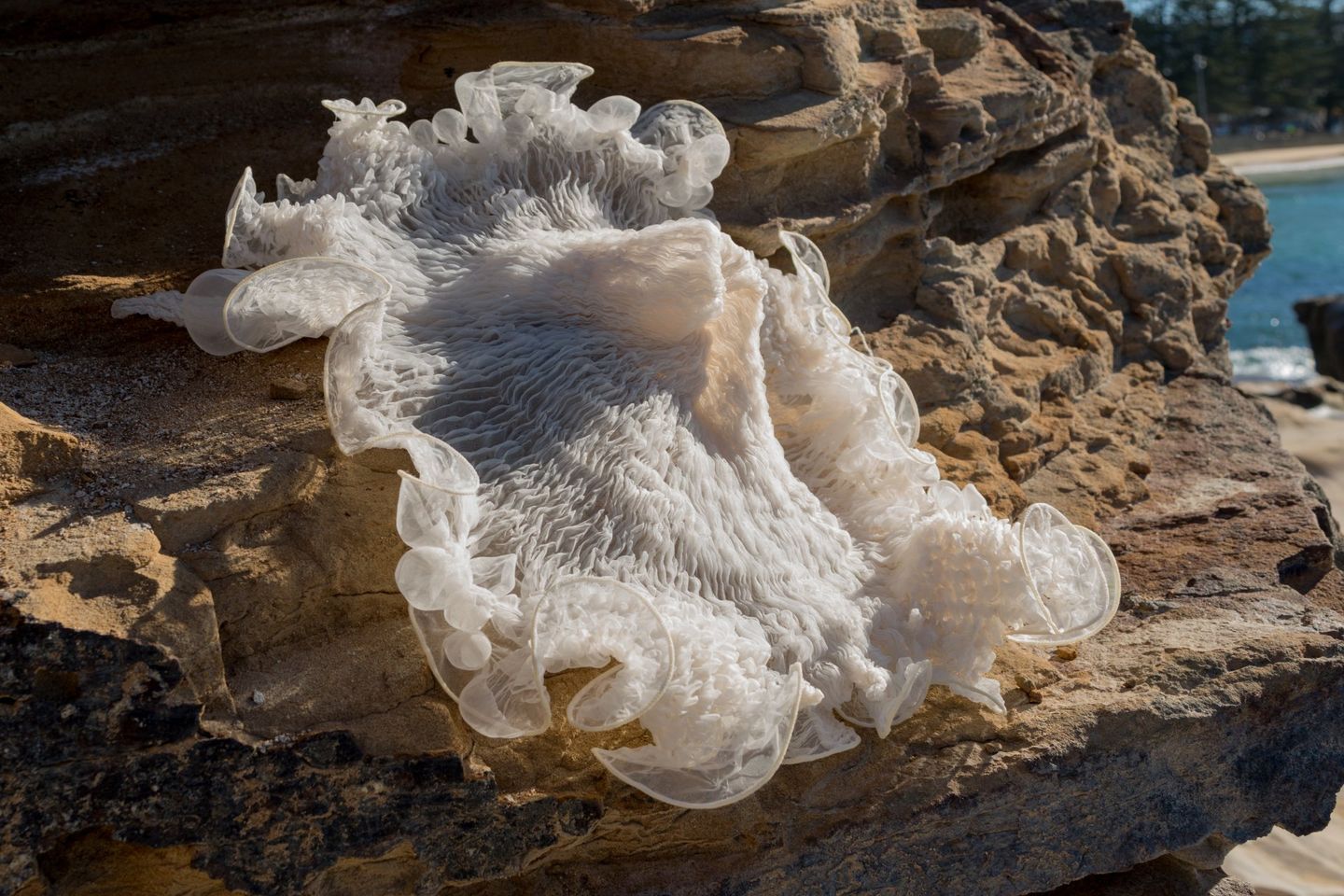 White Coral resting on the rocks at Terrigal Beach Organza  3D work .   Photography Jenny Barker.