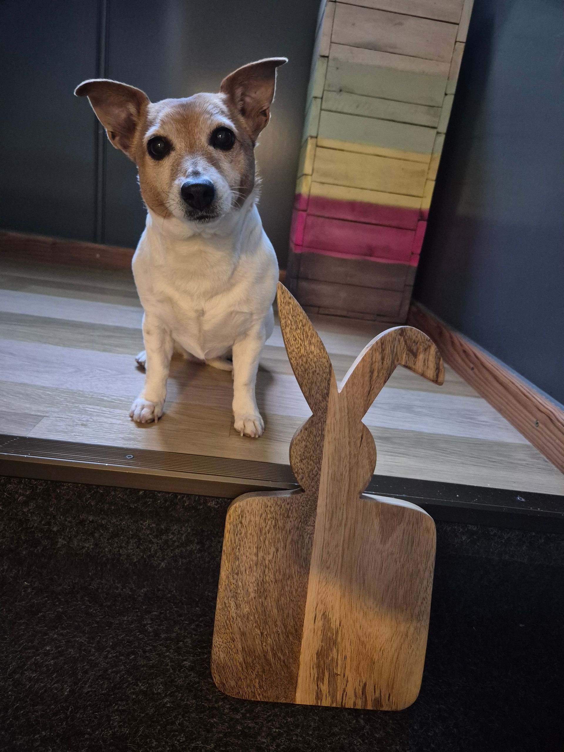 Een hond zit naast een houten konijntje op een trap. Op de achtergrond is een kleurrijke houten hellingbaan te zien.