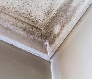 Stains On The Roof — Mold & Mildew Services in South Portland, ME