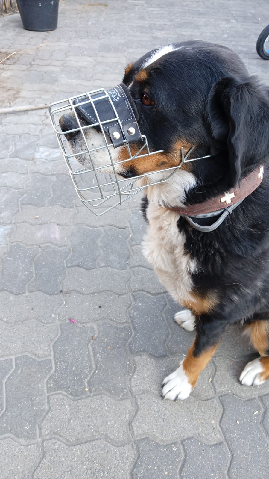 Ein Hund mit Maulkorb steht auf einem Bürgersteig.