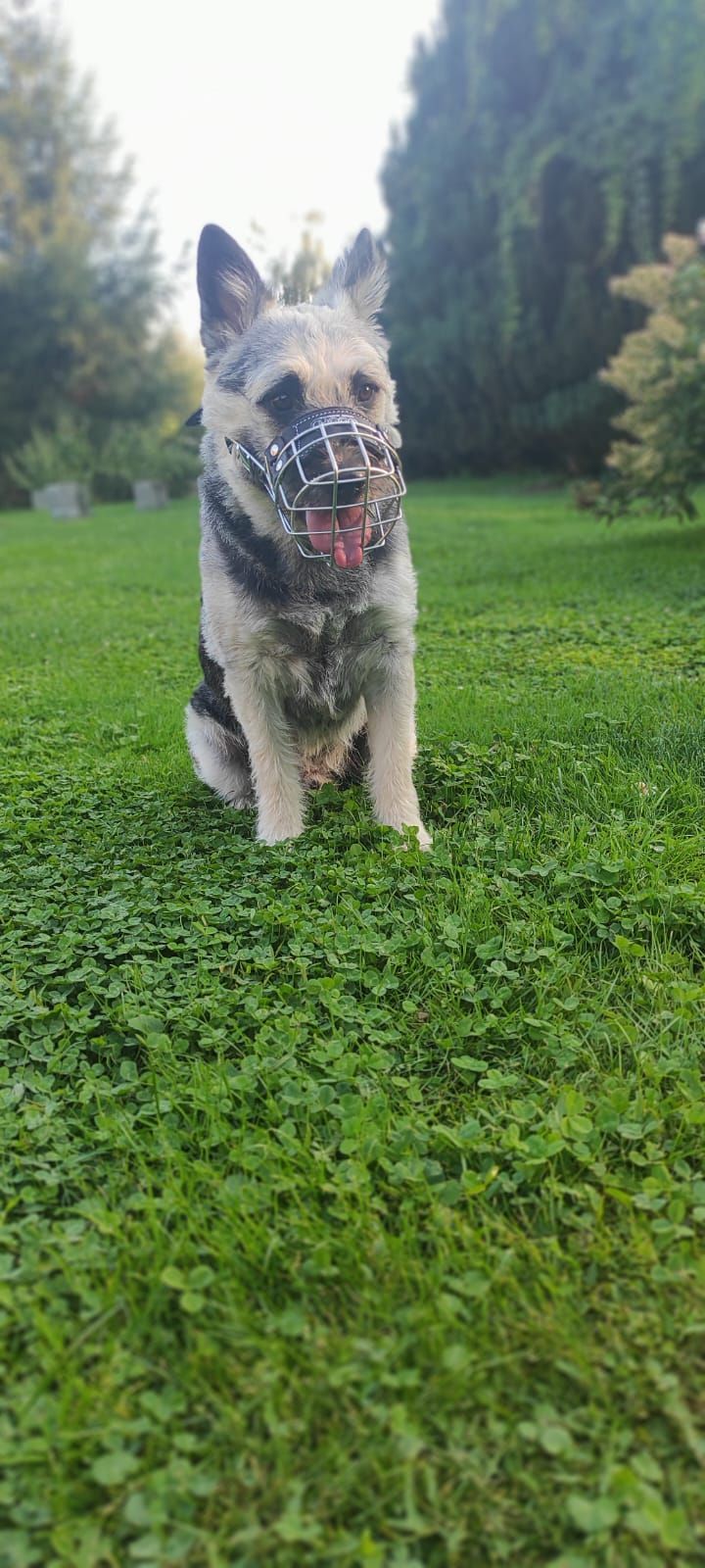 Ein Hund mit Maulkorb sitzt im Gras.