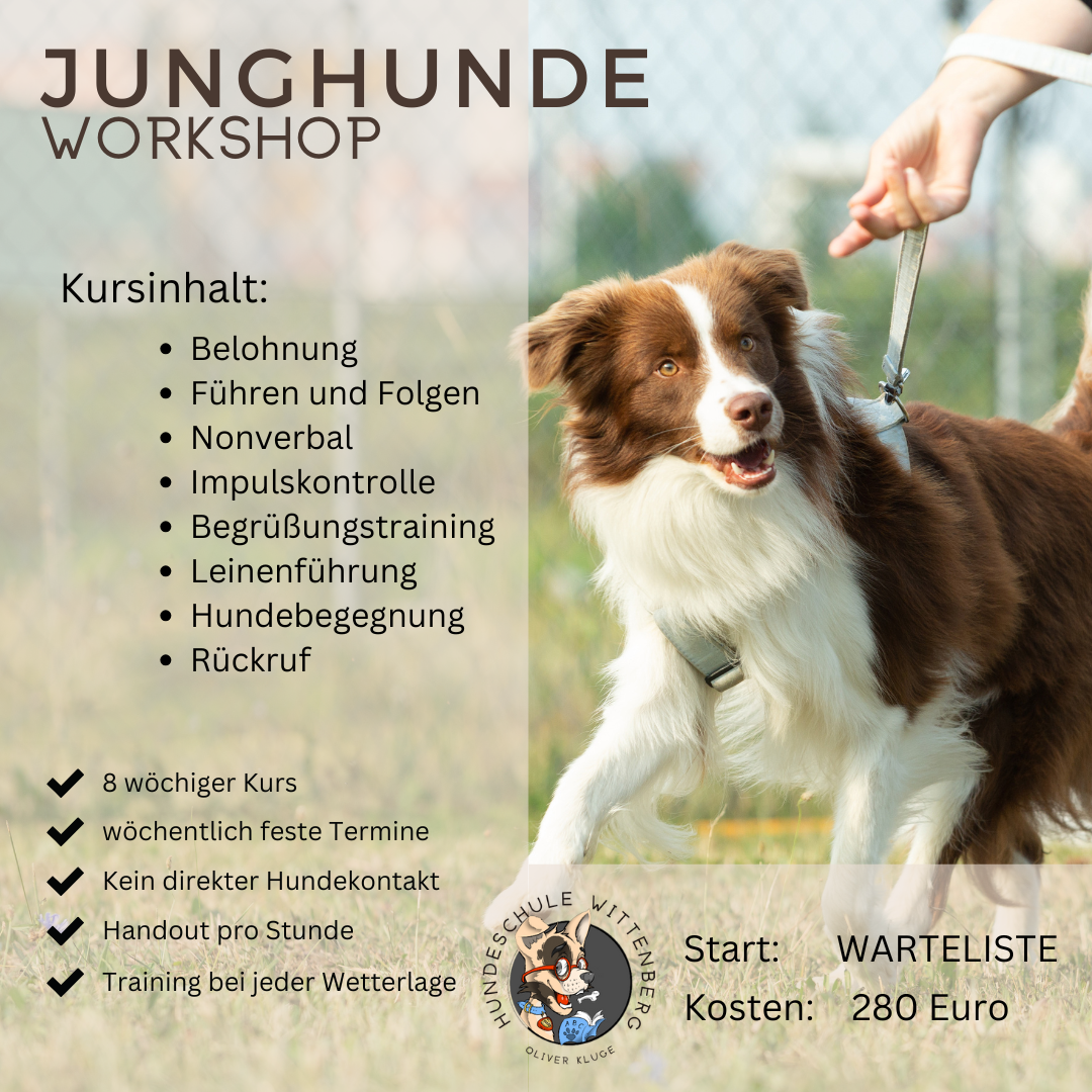 Eine Person hält einen braun-weißen Hund an der Leine.