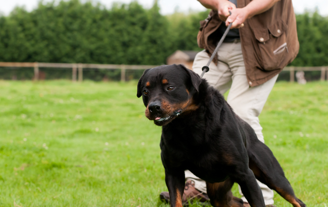 Ein schwarz-weißer Hund sitzt am Straßenrand.
