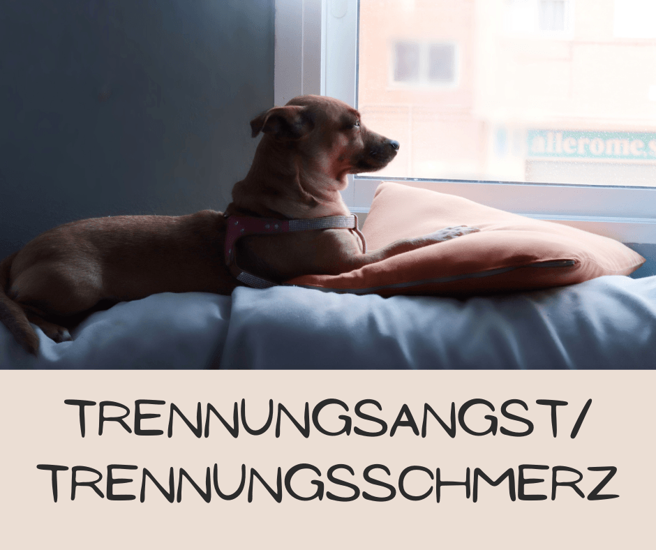 Trennungsangst - Hundeschule Wittenberg