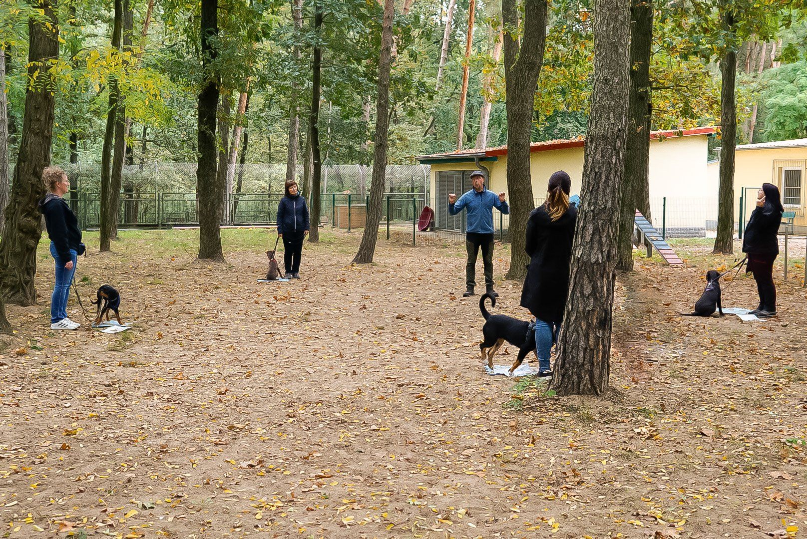 Eine Gruppe von Leuten spielt mit ihren Hunden in einem Park.