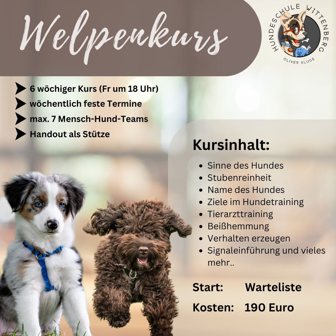 Ein Plakat für einen Welpenkurs mit zwei Welpen darauf