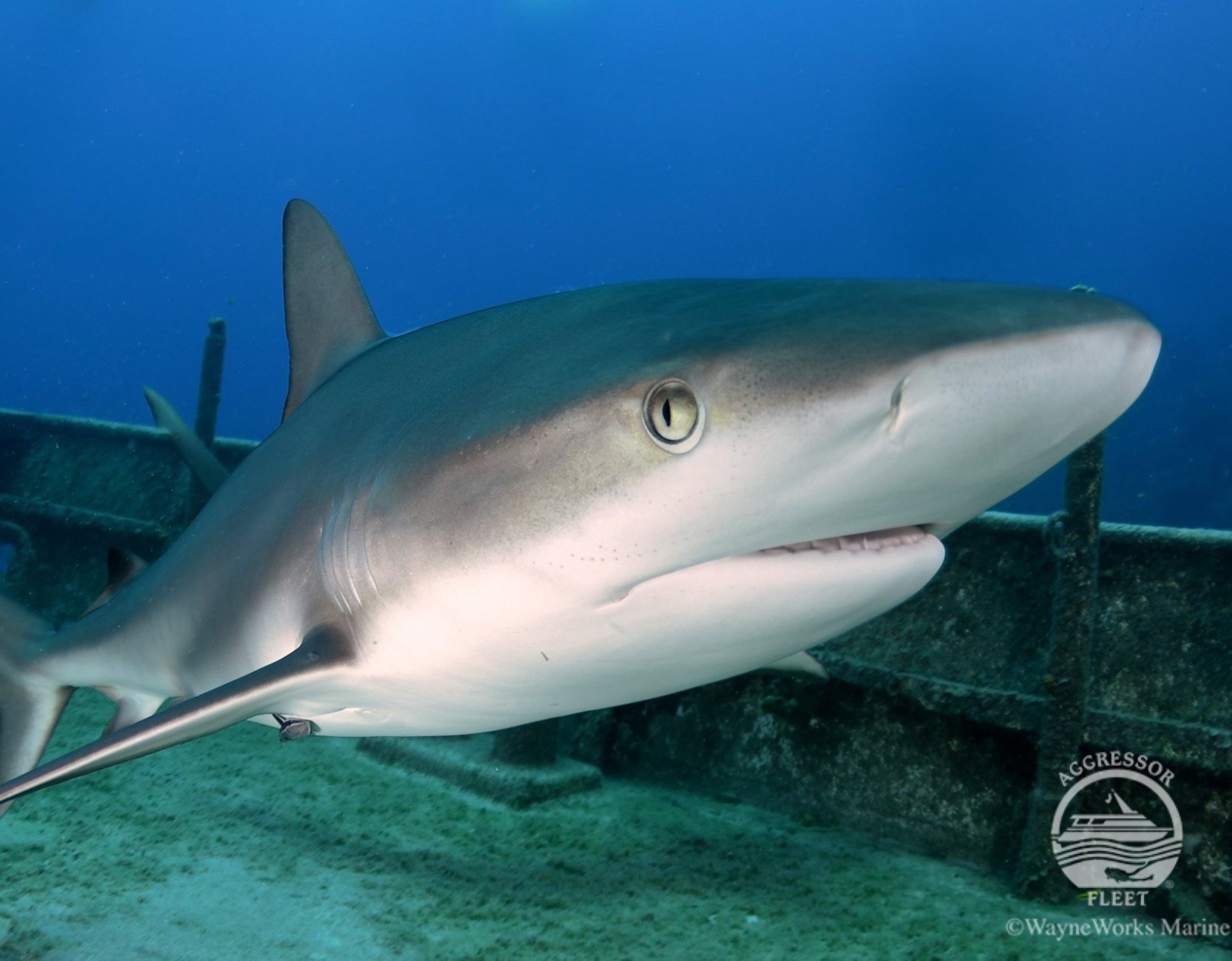 Gray reef shark swims near a submerged metal structure in blue ocean.