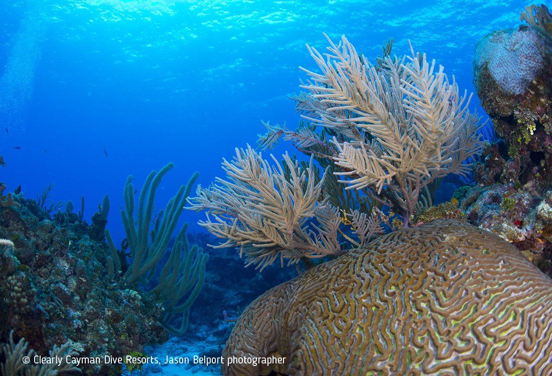 Coral reef underwater, vibrant blue water. Branching coral, brain coral, and other aquatic plants.