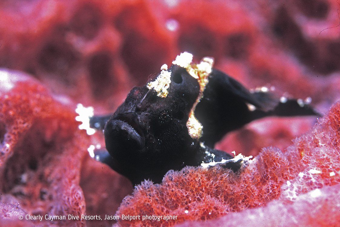 Black frogfish with white-tipped fins and spots on a red sponge.
