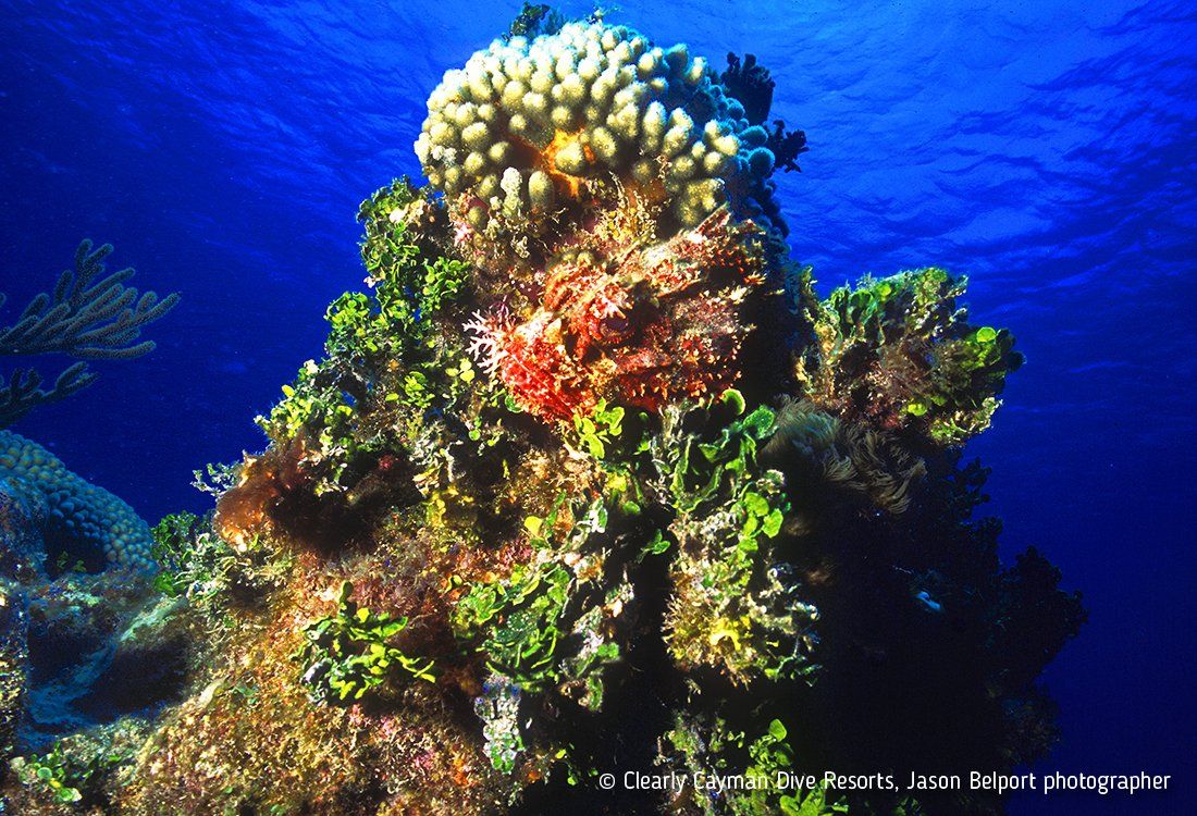 Coral reef with diverse coral formations in blue water.