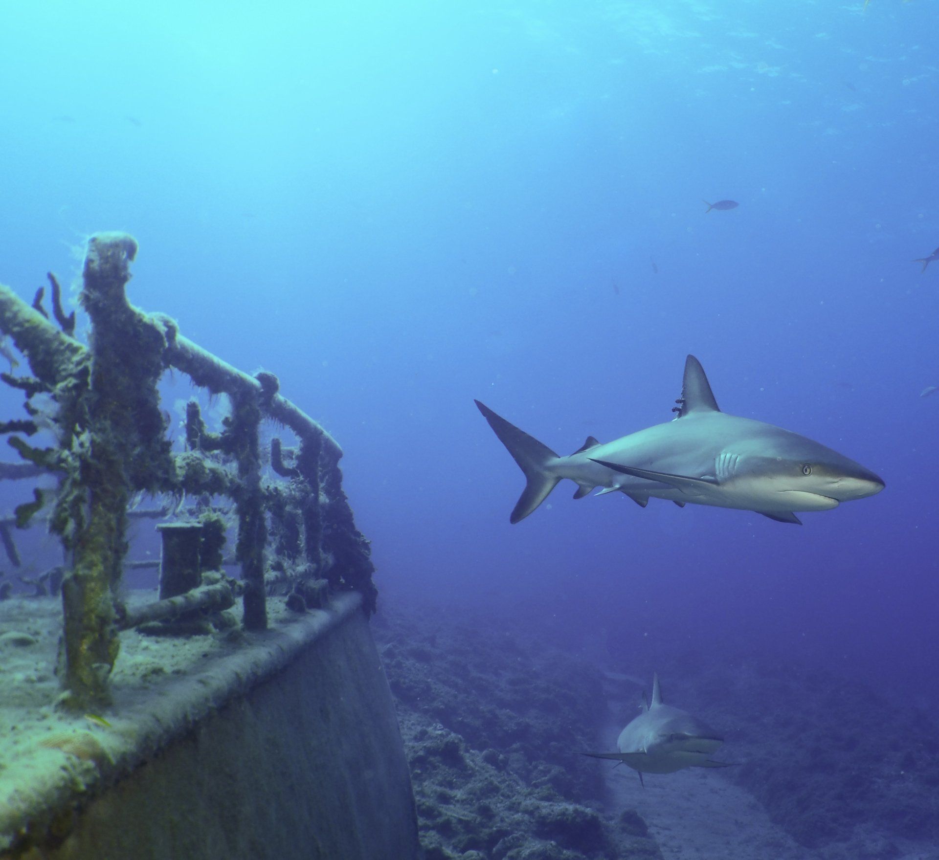Sharks swim near a sunken shipwreck in clear blue ocean water.