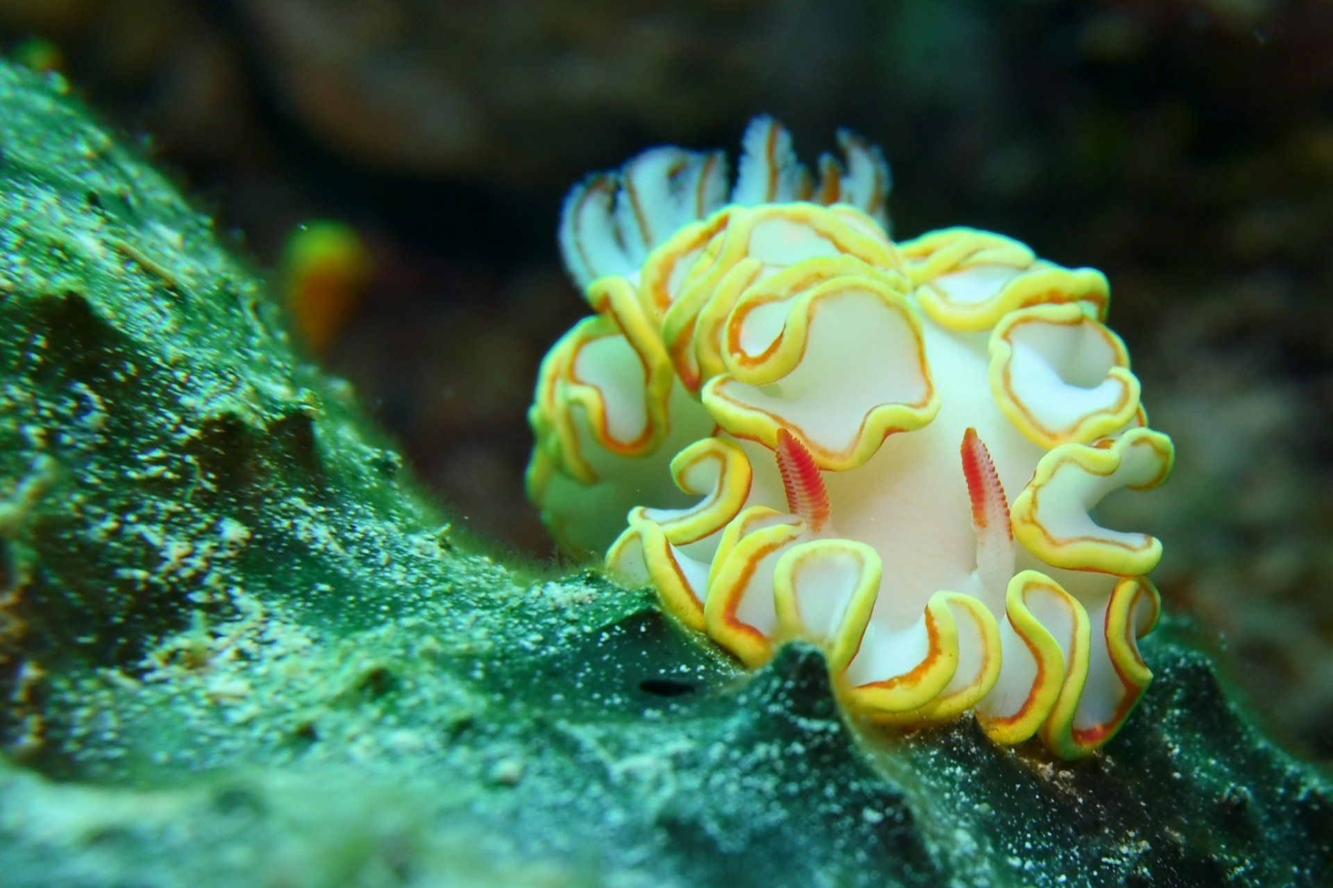 Yellow and white sea slug with orange trim, on green algae, underwater.
