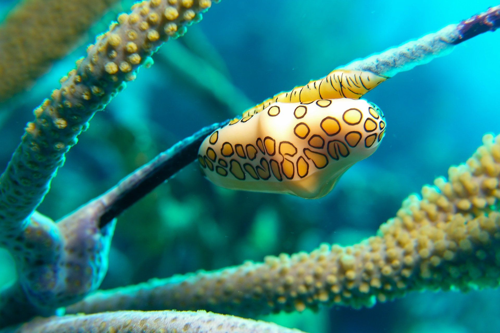A yellow and black-spotted sea snail clinging to a branch of coral underwater.