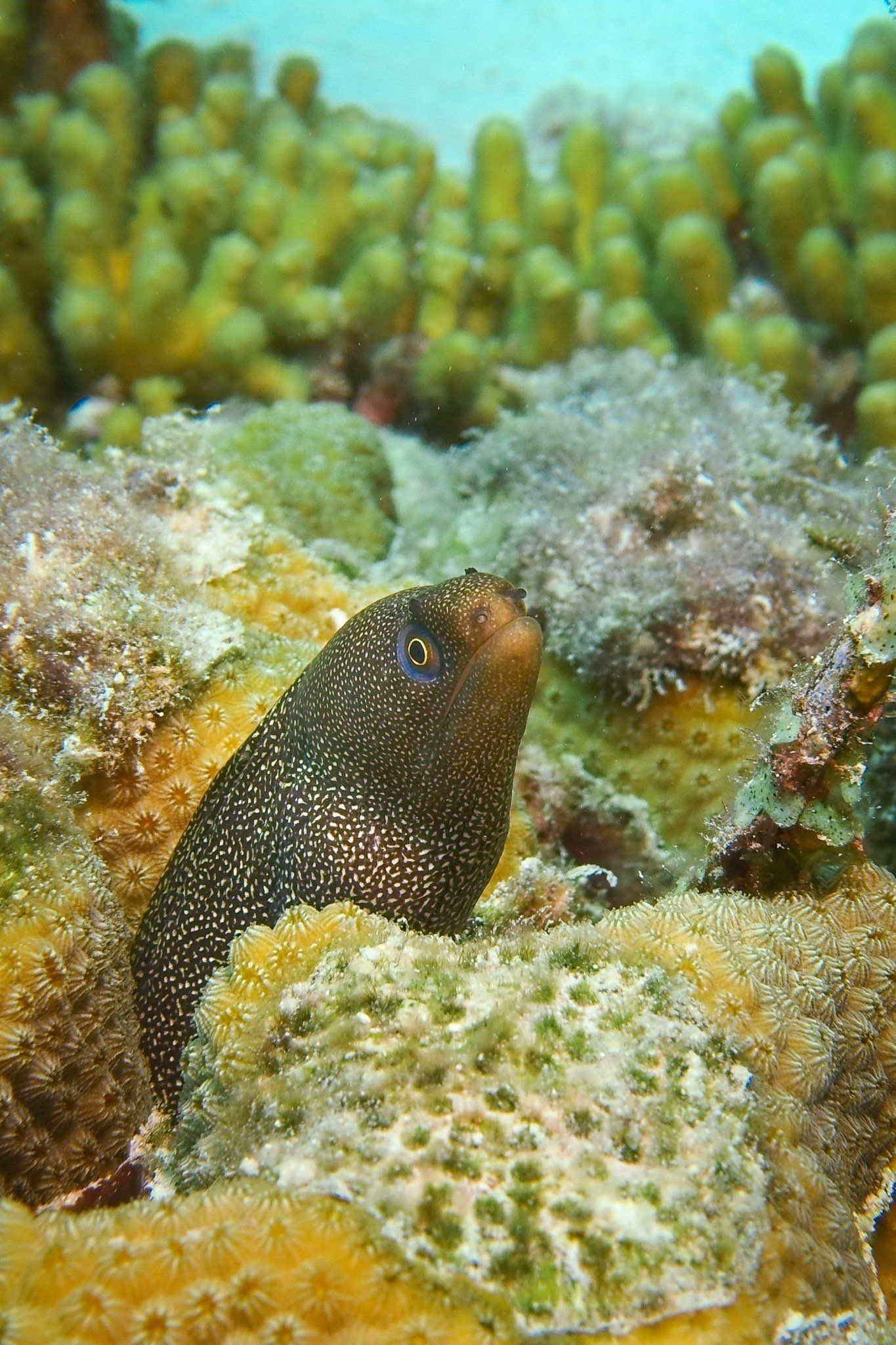 Spotted moray eel peering out from a coral reef.