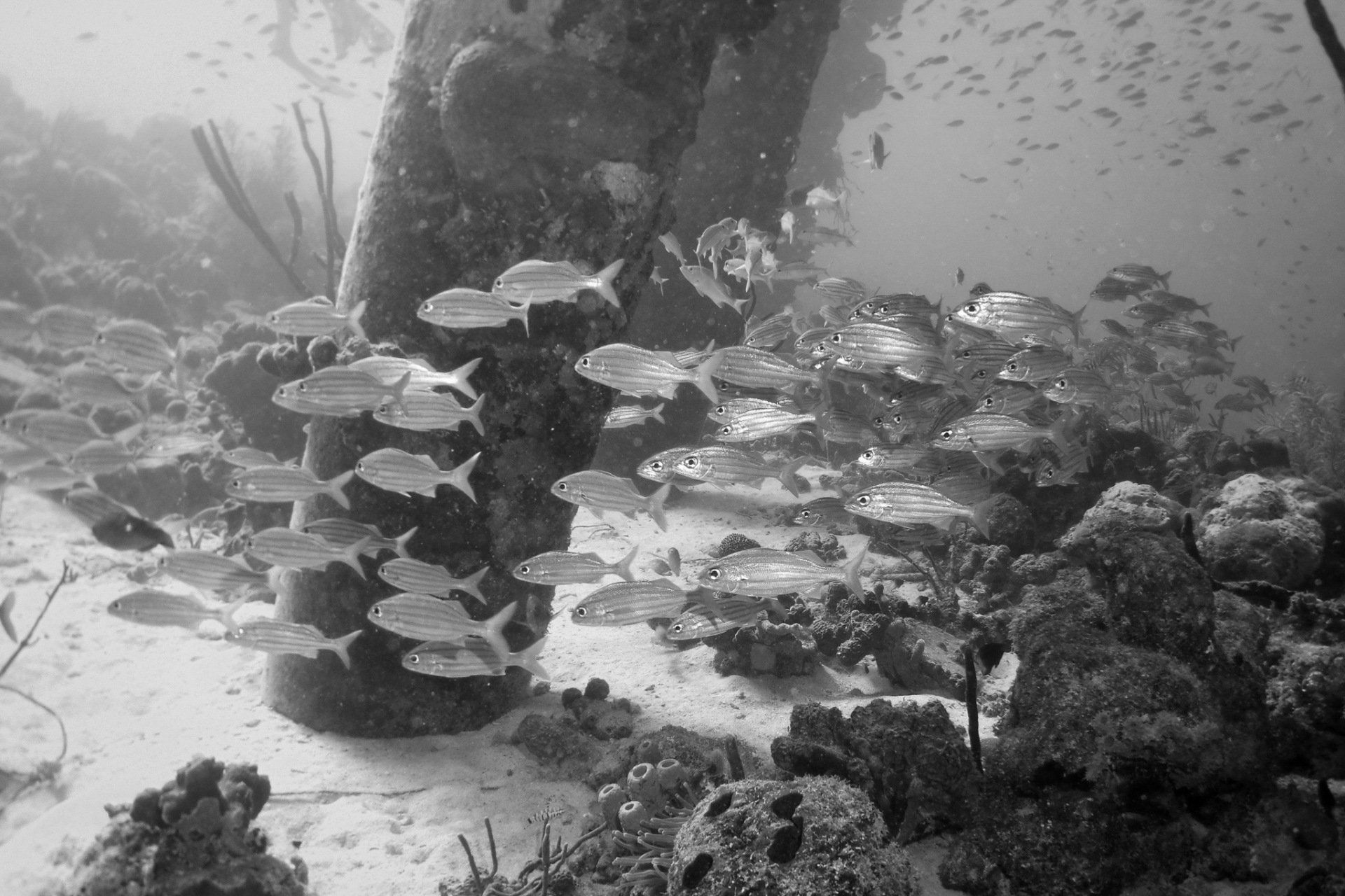 School of fish swim around a submerged pillar on the ocean floor, surrounded by coral.