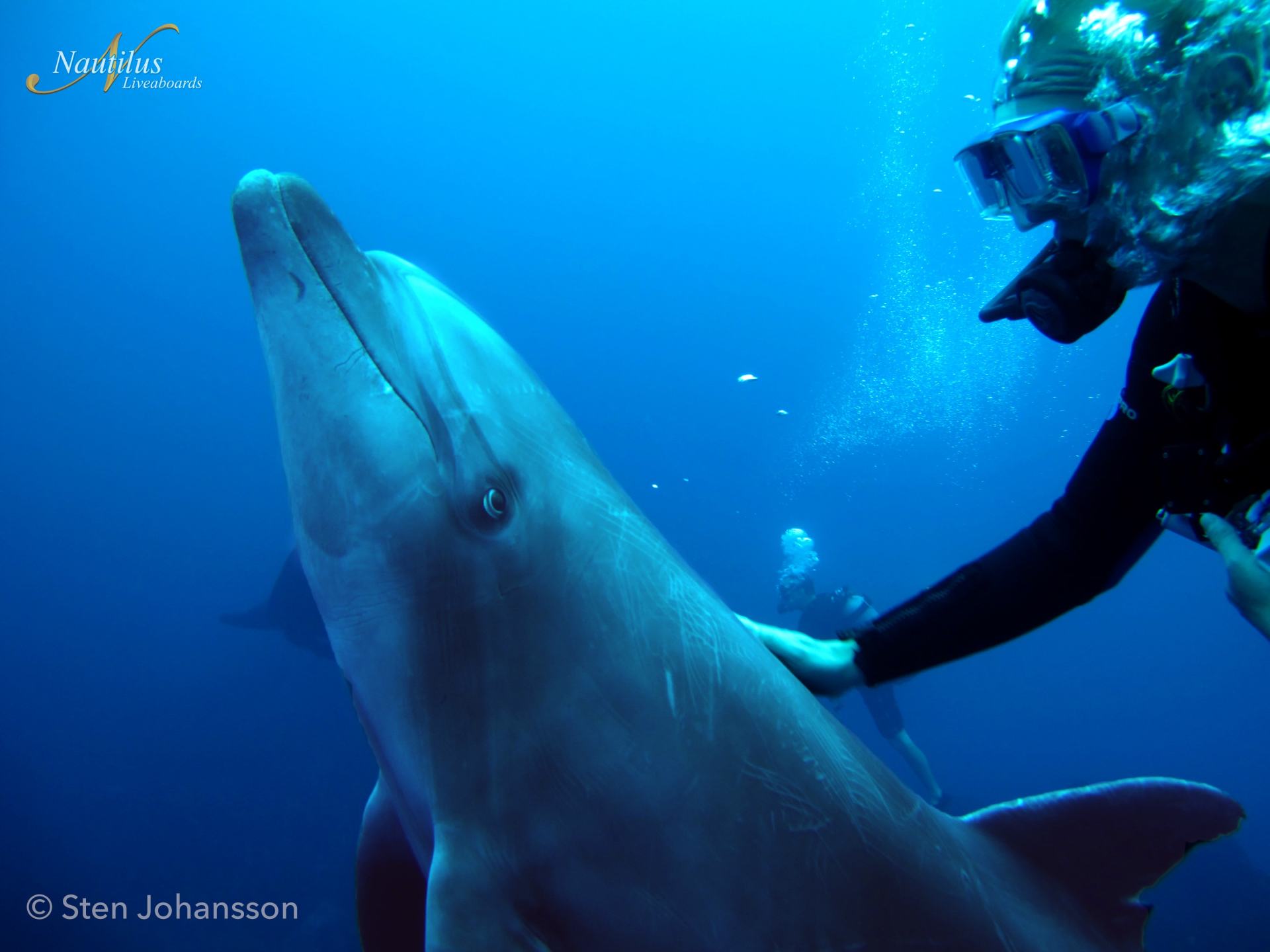 Diver petting a dolphin underwater; blue water, sunlight.