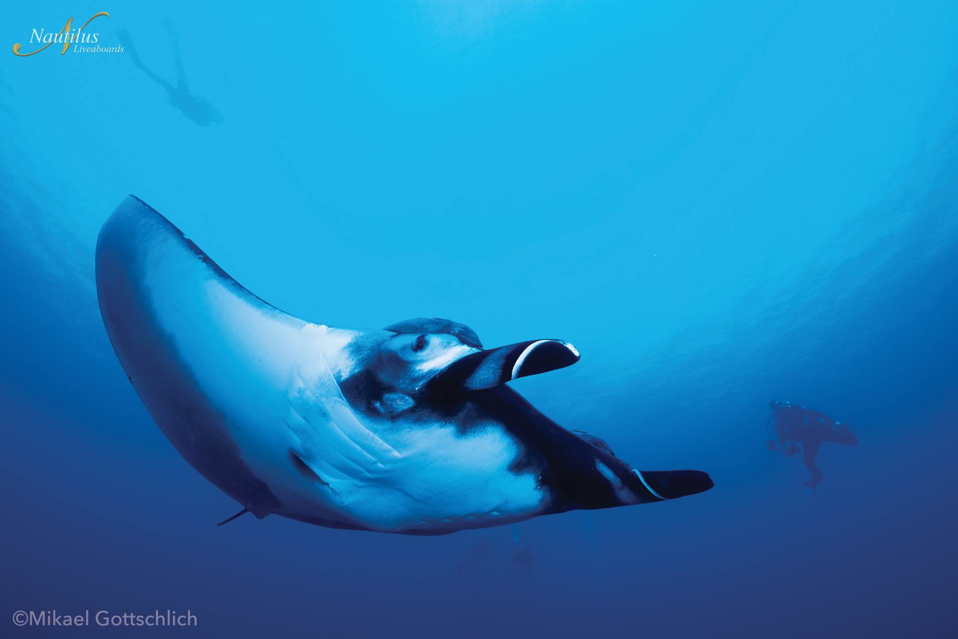 Manta ray glides underwater; other manta rays in the background; blue water.