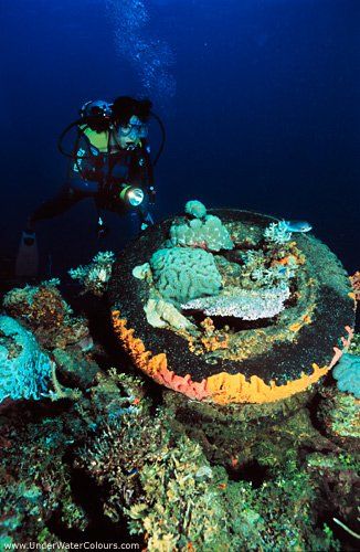 Scuba diver explores a coral reef; a circular structure is covered in colorful sponges, orange, green, and black.