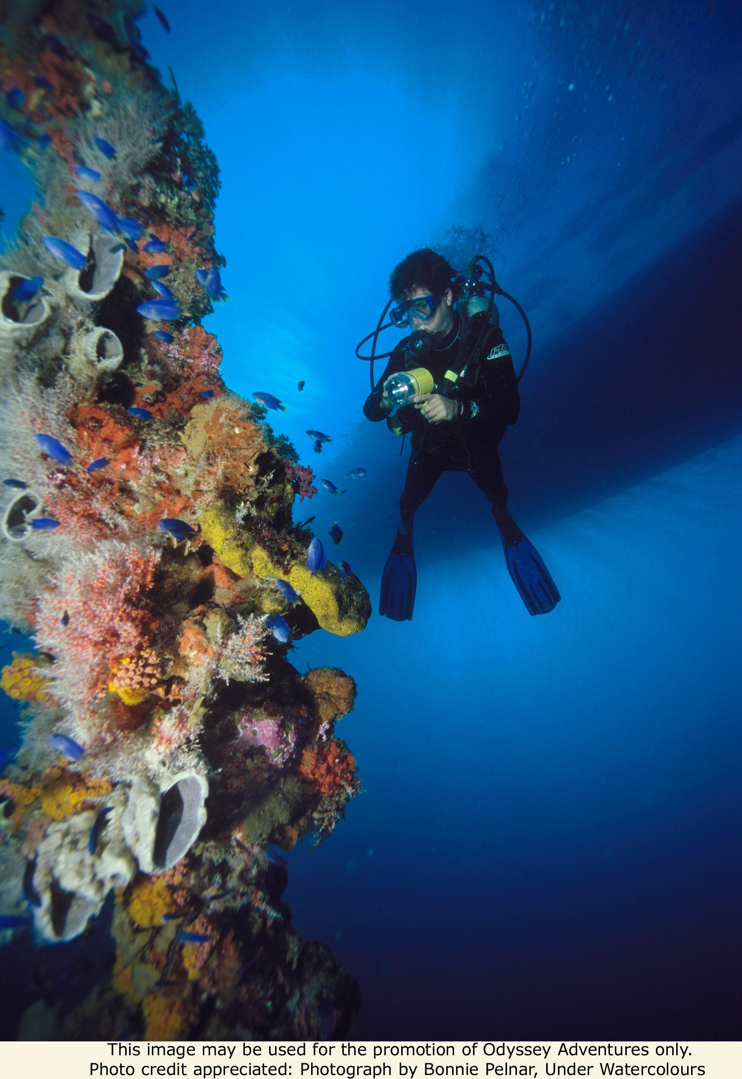 Scuba diver explores a colorful coral reef wall in blue water.