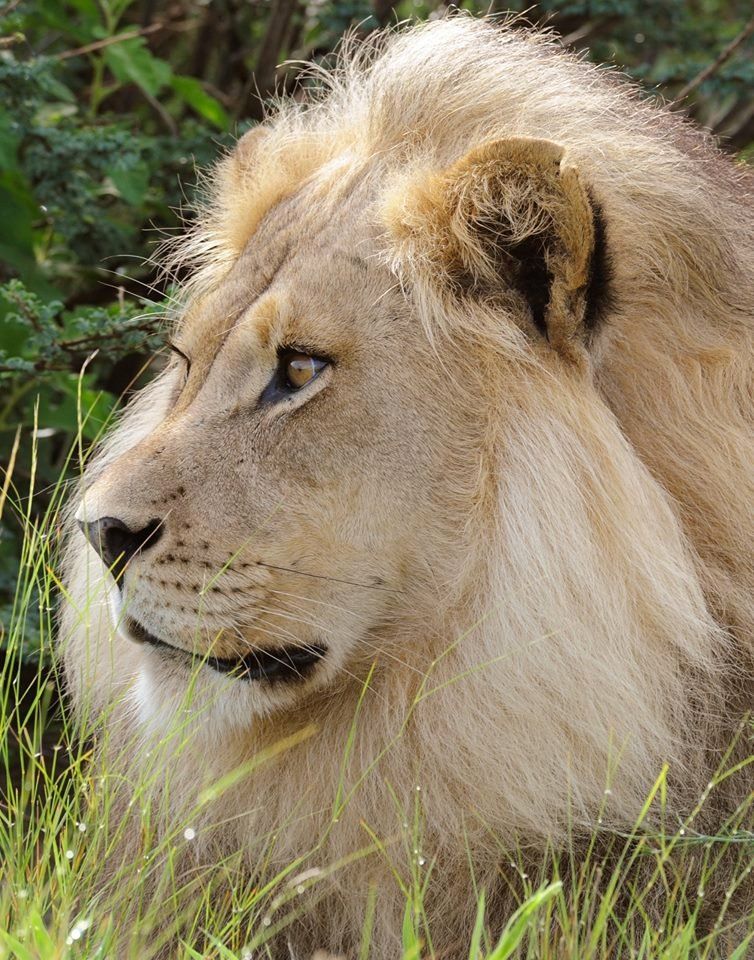 Lion with tan fur and a golden mane, gazing left, amidst green grass and foliage.