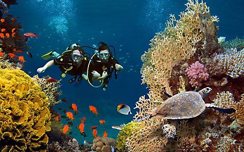 Two scuba divers explore a vibrant coral reef, surrounded by fish and a sea turtle.