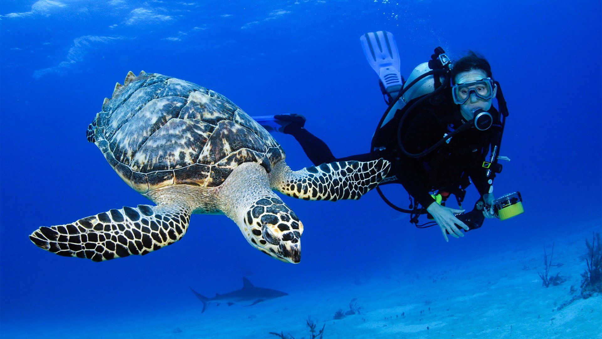 Scuba diver swims with a sea turtle in blue ocean; shark visible below.