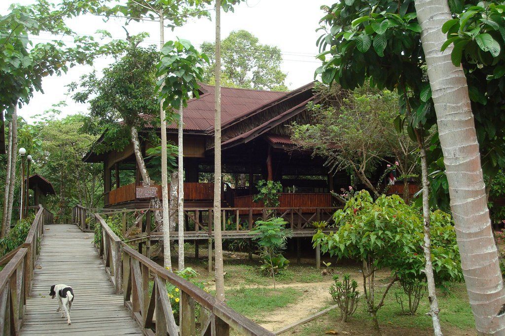 Wooden lodge in a jungle setting, connected by a walkway. A dog walks on the path.
