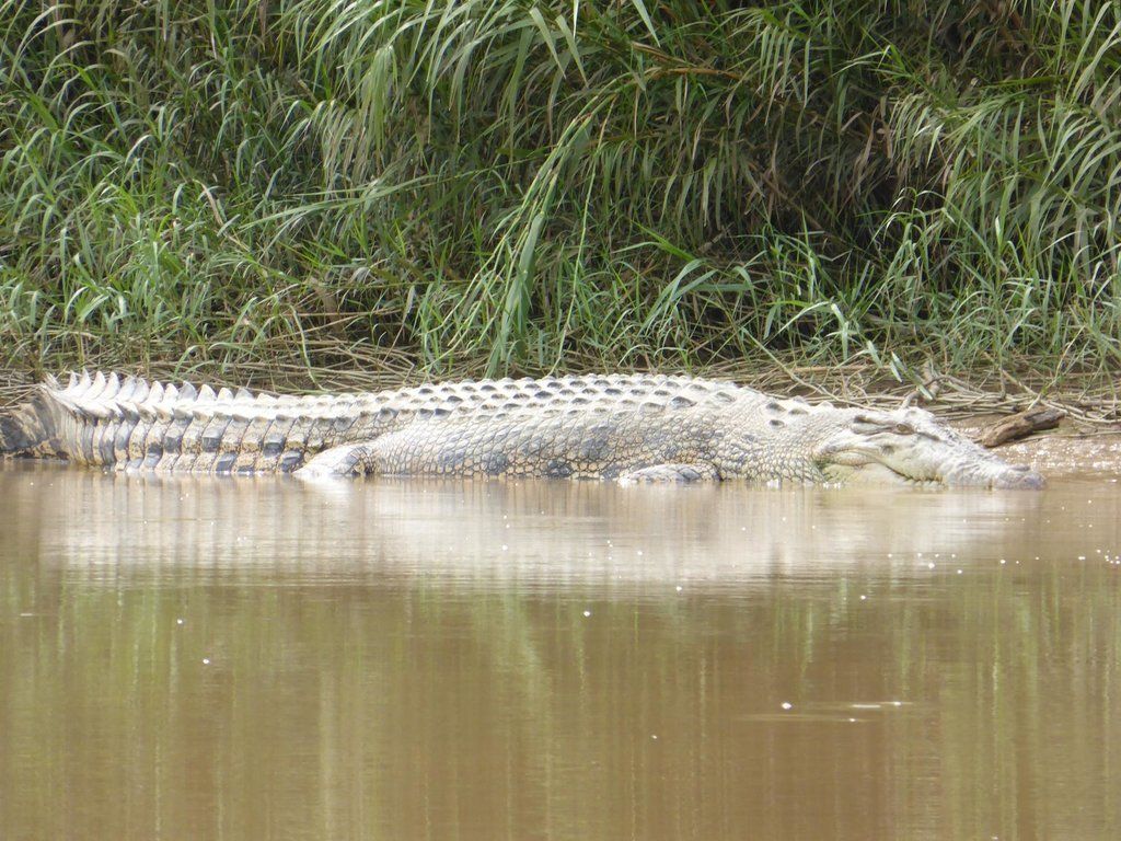 Crocodile resting on the muddy riverbank near tall green grass.