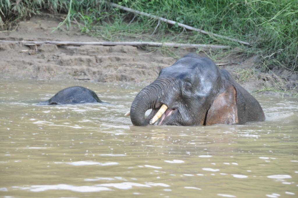 Elephant cooling off in murky water with another submerged; grass bank in background.