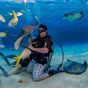 Diver kneels in clear water, surrounded by stingrays and fish, interacting with a stingray.