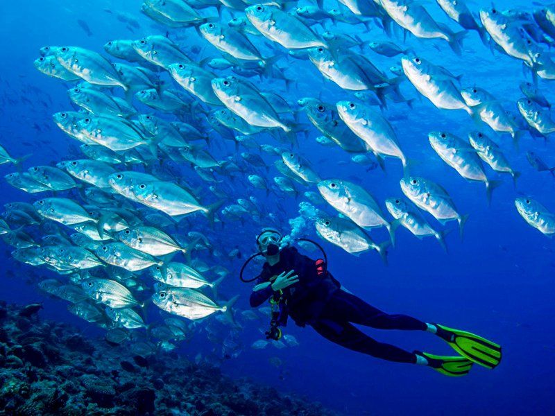 Scuba diver swims with school of silver fish in blue ocean.