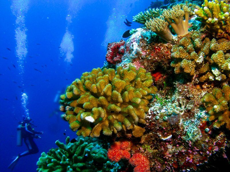 Diver explores vibrant coral reef with shades of blue, yellow, and red. Bubbles rise in the clear water.