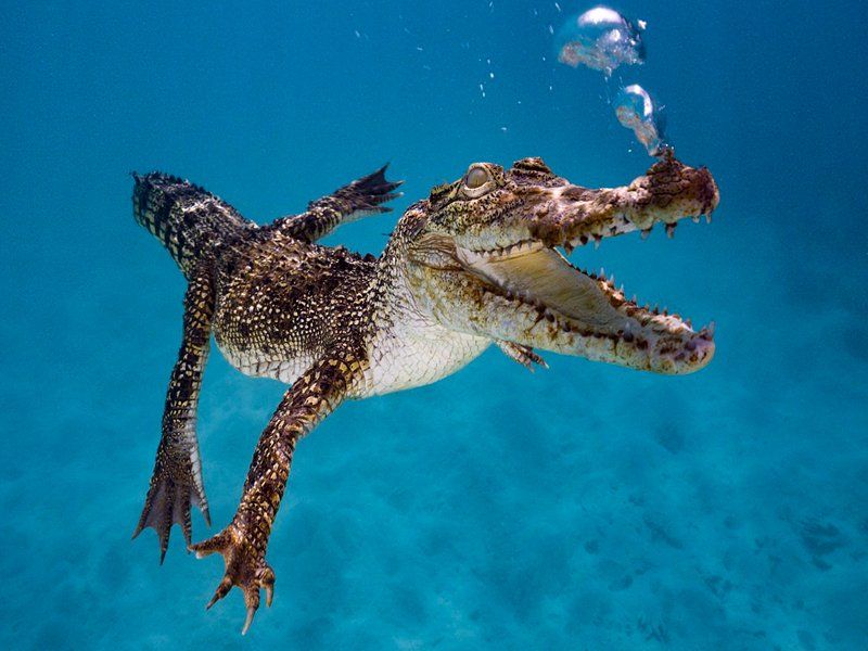 Crocodile swimming underwater with open mouth and bubbles rising.