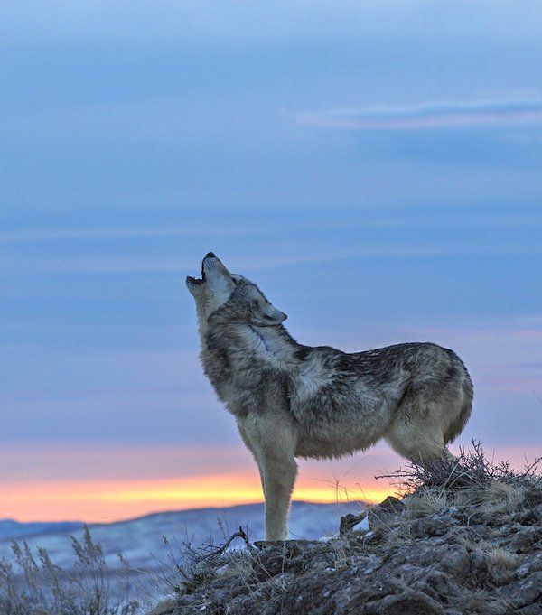 Wolf howling on a hilltop at sunset. Sky is blue and orange.
