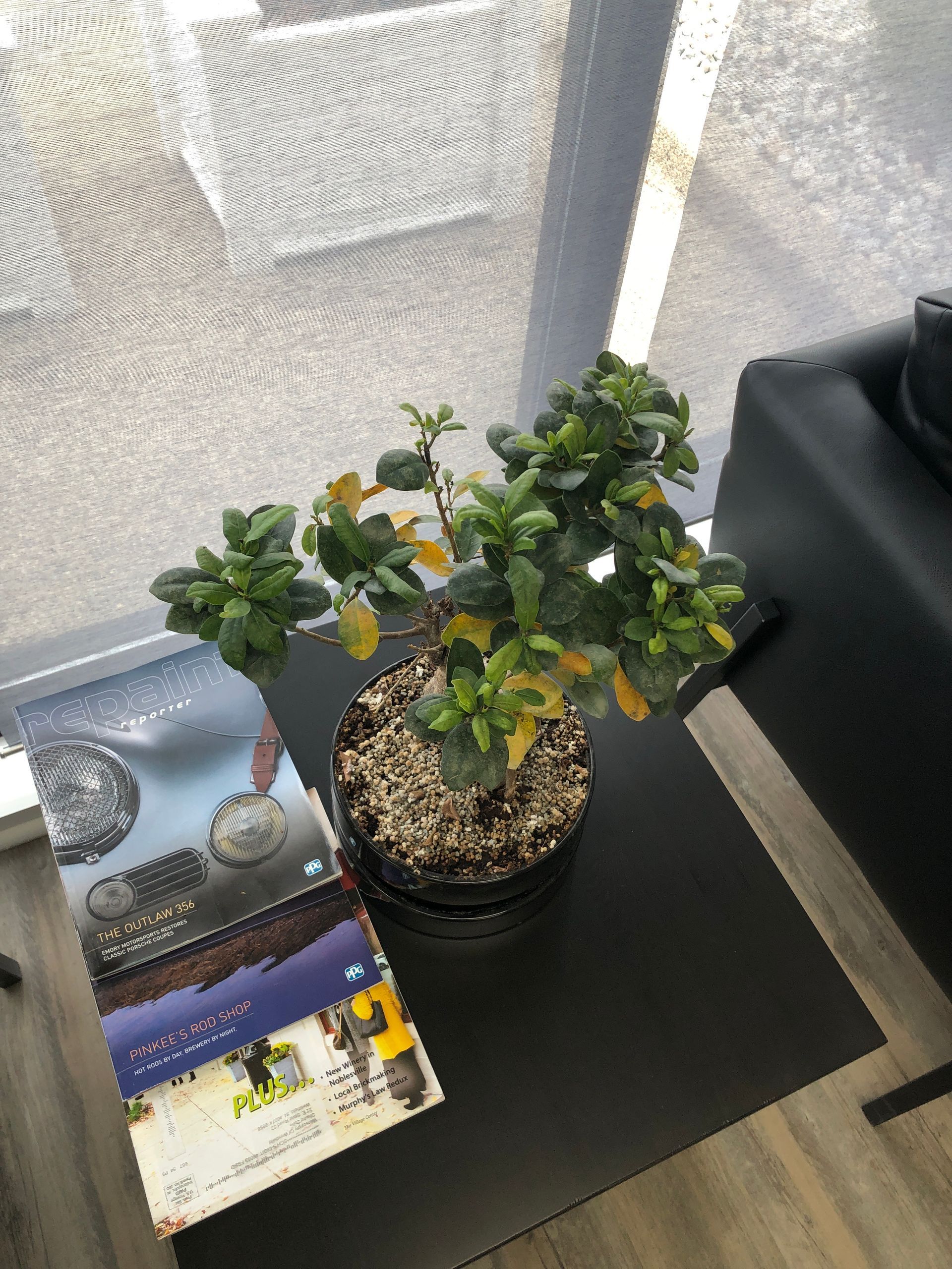 A potted plant is sitting on a table next to a magazine.