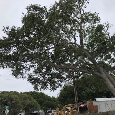 Tree Lifted by the Crane — Carmel, CA — Coyote Tree Service