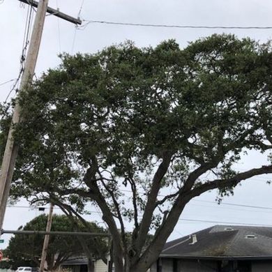 Tree in Electric Pole — Carmel, CA — Coyote Tree Service