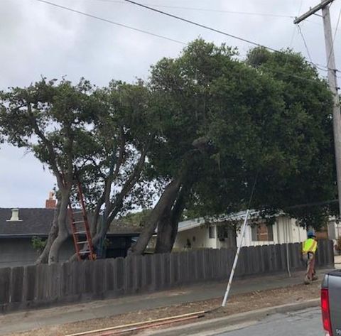 Storm Damage Trees — Carmel, CA — Coyote Tree Service