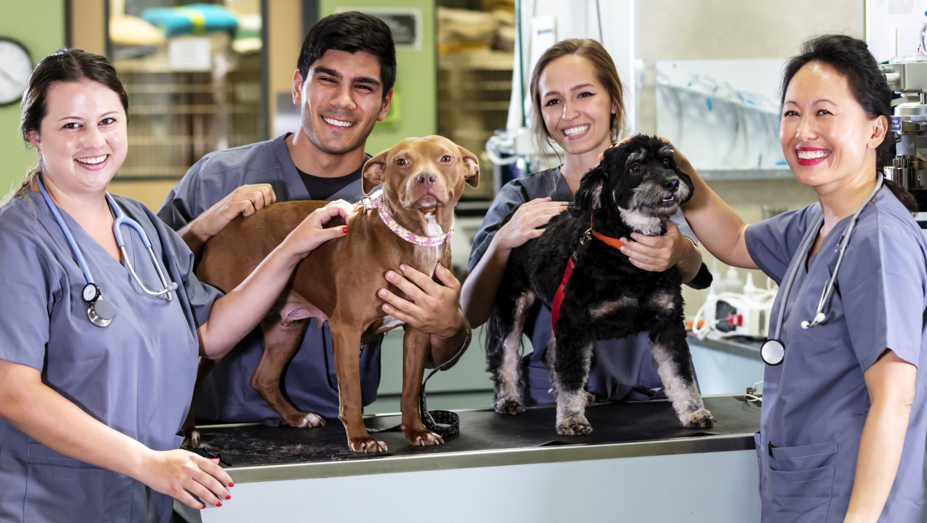Dog and veterinarians — Washington Court House, OH — Fayette Veterinary Hospital