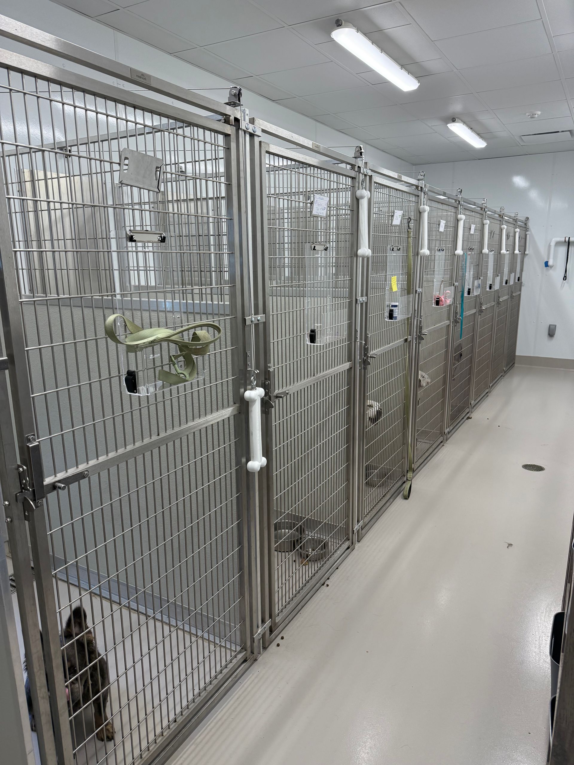 Dogs — Washington Court House, OH — Fayette Veterinary Hospital