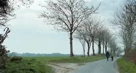 A person walking a dog down a country road lined with bare trees, under a cloudy sky.