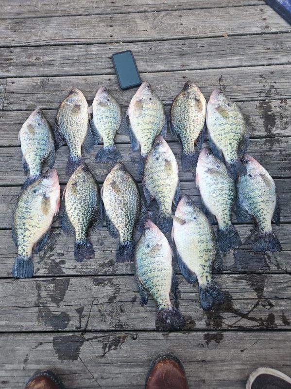 A dozen fish laid on a weathered wooden dock beside a phone.