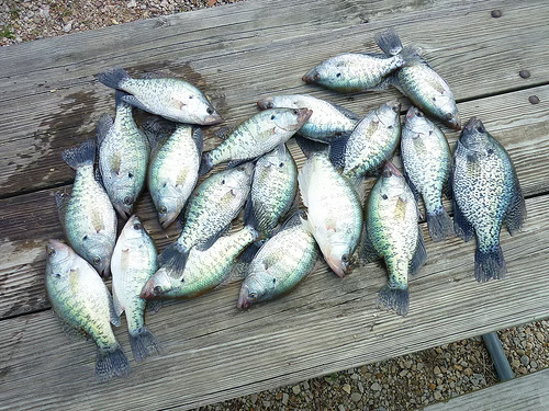 Small fish laid out on a wooden bench outdoors