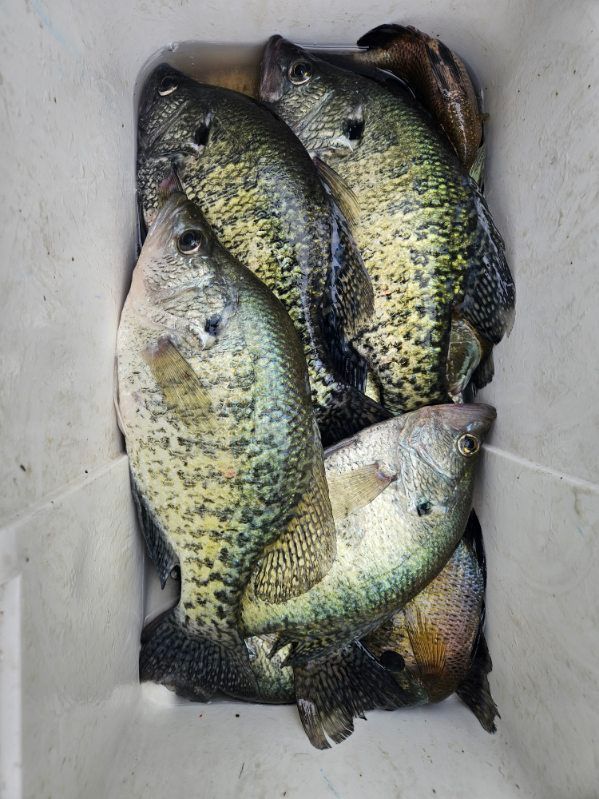 Four large speckled fish piled together in a white container