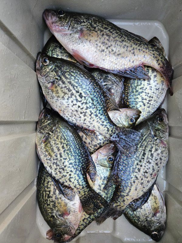 Several speckled fish piled in a cooler or bin