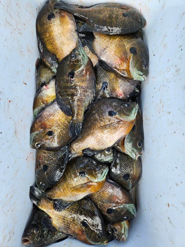 Pile of small fish stacked vertically on a white surface, with dark gray and golden scales
