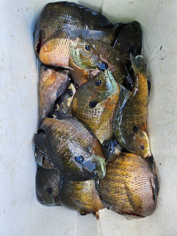 Several dead fish piled in a white container