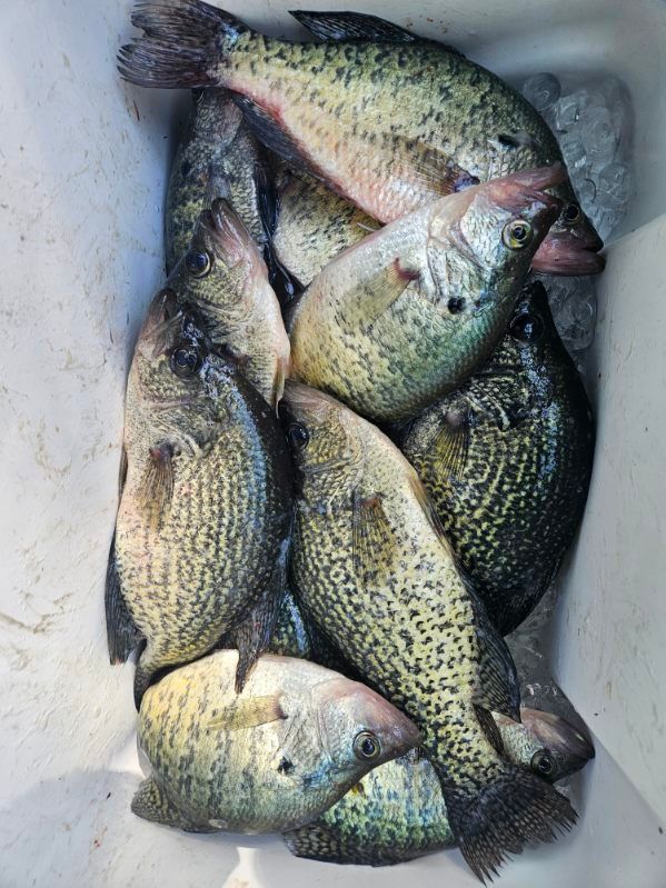 Several crappie fish piled in a cooler, showing silver bodies with dark speckles.