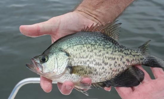 A person holds a silver-and-black speckled fish over water.