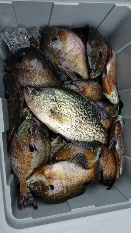 Several freshly caught fish piled in a gray cooler, with speckled silver and brown scales.